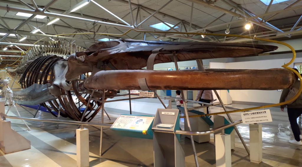 2階 科学博物館部門　マリンサイエンスホール　ピグミーシロナガスクジラの全身骨格標本
